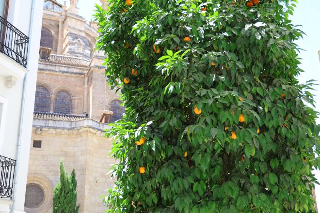 An orange tree heavy with fruit in front of the Granada Cathedral.