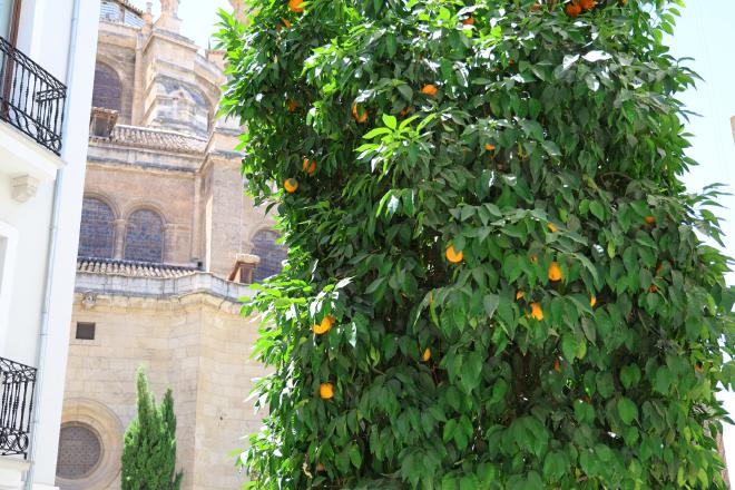 An orange tree heavy with fruit in front of the Granada Cathedral.